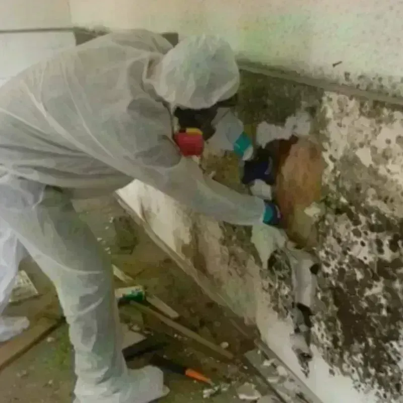 Mold Remediation and Removal in Lake City, MI